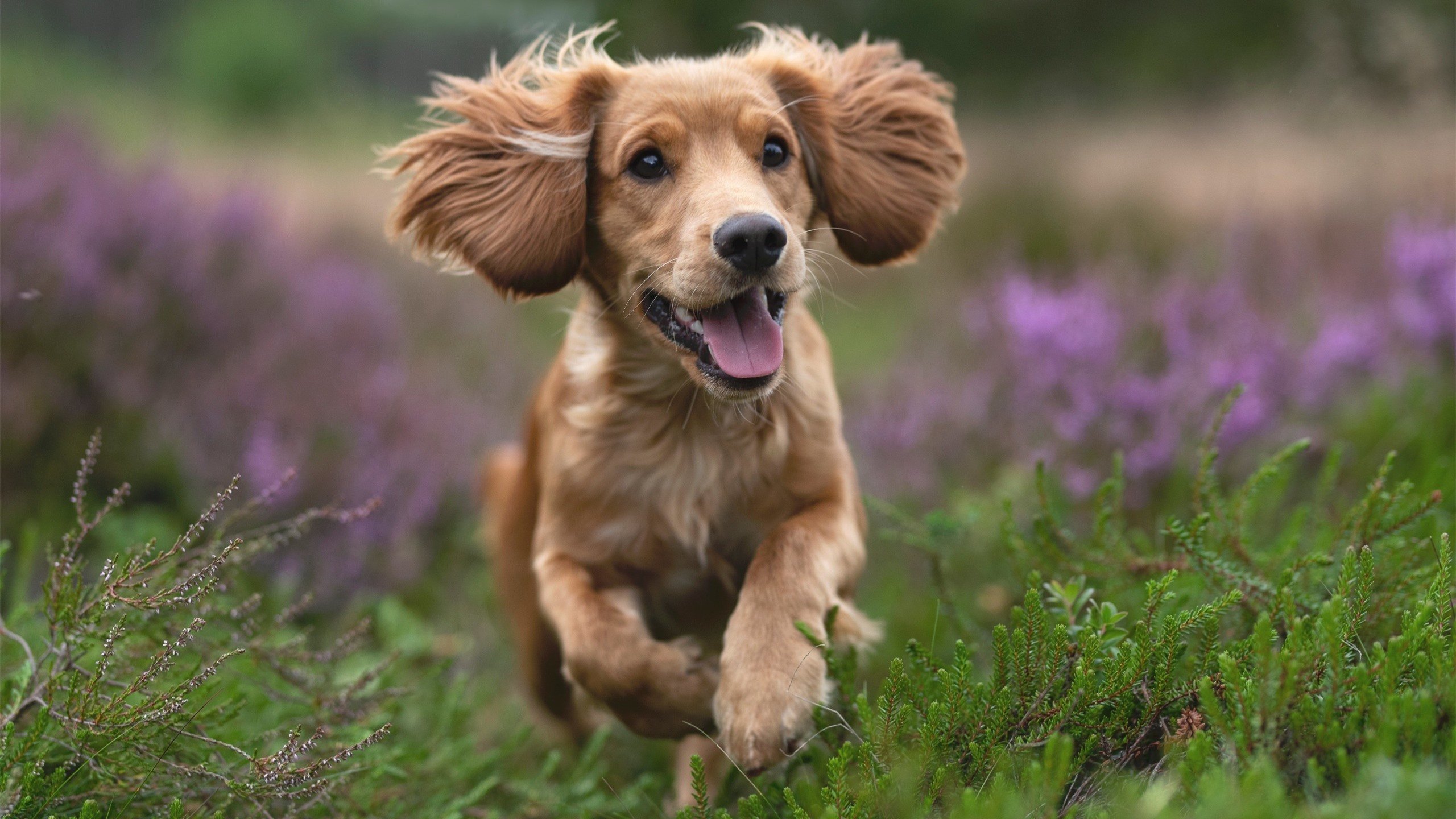 萨卡终场闪耀,瑞士绝境逢生—一场定义巨星价值的最后时刻