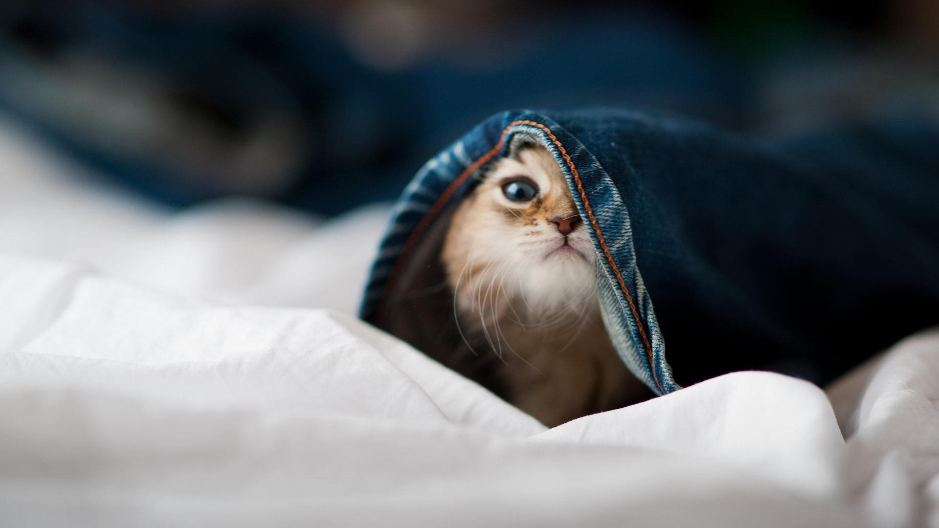 当马刺遇上掘金，戈贝尔的统治级数据如何重塑比赛格局